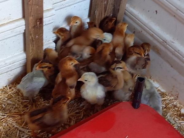 Image 3 of Pekin Bantam unsexed chicks for sale