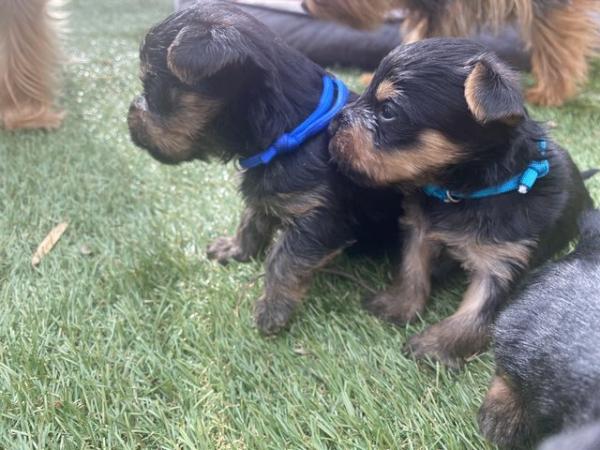 Image 16 of Yorkshire terrier puppies