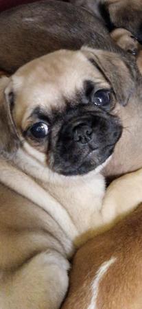 Image 1 of Amazing pugalier Puppy's pug ready now 1 girl left
