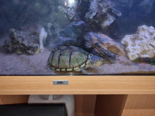 Image 5 of 3 musk turtles and 5ft tank set up