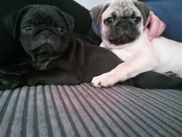 Image 16 of * Last fawn boy available  £700 beautiful pug puppy*