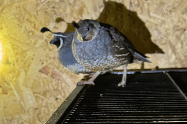 Image 3 of 5 pairs of california cali quails for sale