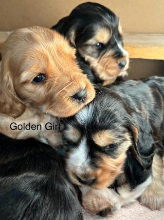 Image 6 of Exceptional KC Show-type Cocker Spaniel puppies