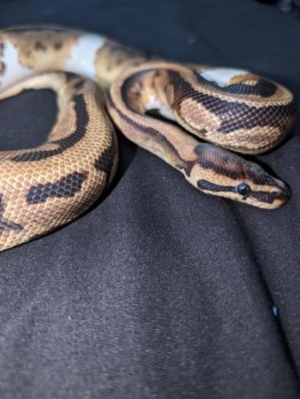 Image 5 of Wild pied royal/ball python