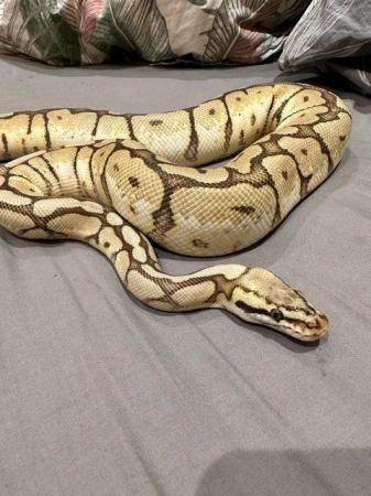 Image 3 of ball python Orange Dream Yellow Belly Spider Adult Female