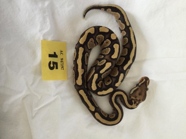 Preview of the first image of Pastel Fire pos cinnamon baby royal python - female.