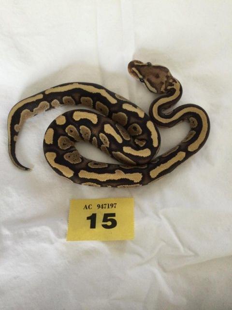 Preview of the first image of Pastel Fire pos cinnamon baby royal python - female.