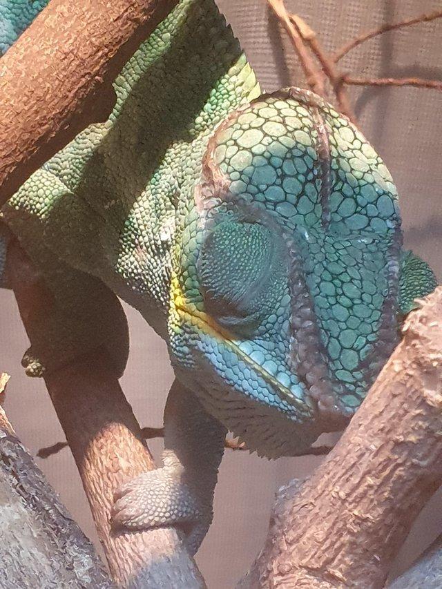 Preview of the first image of Ambatu male panther chameleon for sale.