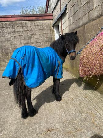 Image 31 of Pair of Cute Dartmoor Hill Ponies Future Kids Lead Reins.