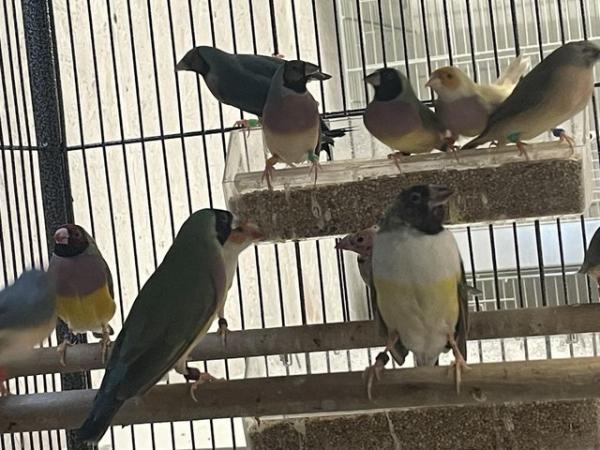 Image 2 of Gouldian finches for sale