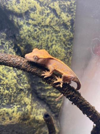 Image 4 of 12 week old crested gecko hatchlings for sale