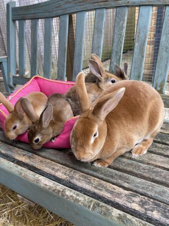Image 5 of READY TO GO! Stunning Baby Rex Rabbits Looking for Homes