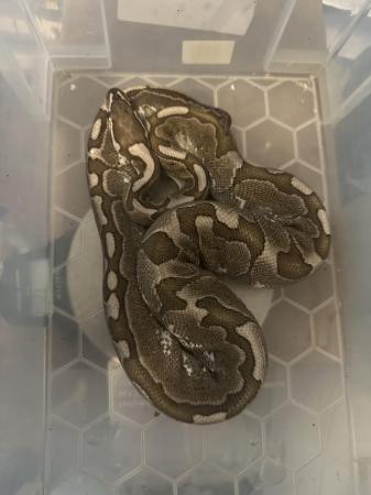 Image 6 of Royal/ball pythons for sale breeding weight female and male