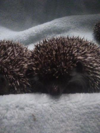 Image 3 of African pygmy hedgehog mixed pinto colours  boysavailable
