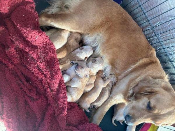Image 5 of Golden Retriever pups available