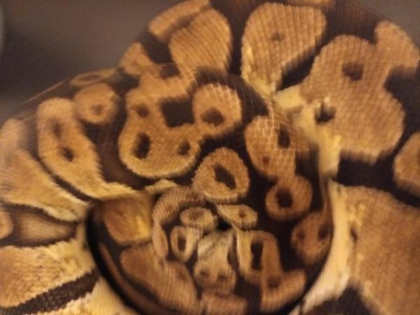 Image 1 of 2014 adult female proven pastel yellowbelly ball python