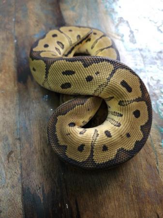 Image 4 of Red Stripe Clown 1.0 Male Ball Python