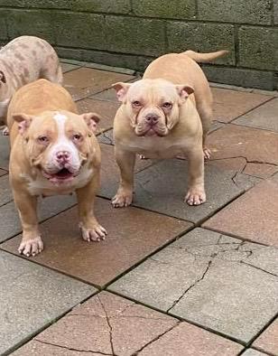 Preview of the first image of American Bully Pocket Puppies..