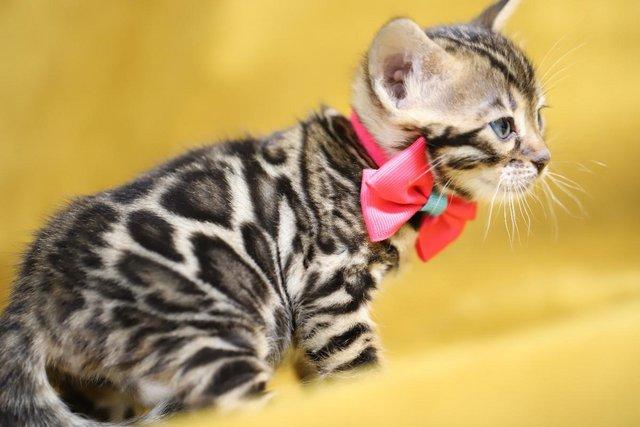 Preview of the first image of Gorgeous Bengal Babies, Full Pedigree, Top Quality.