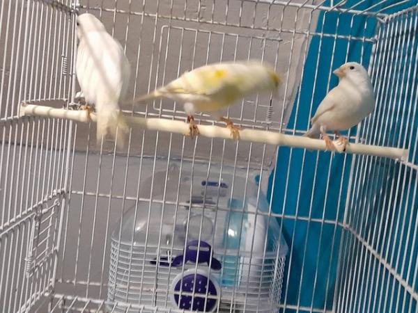Image 3 of 2 white male canaries all singers