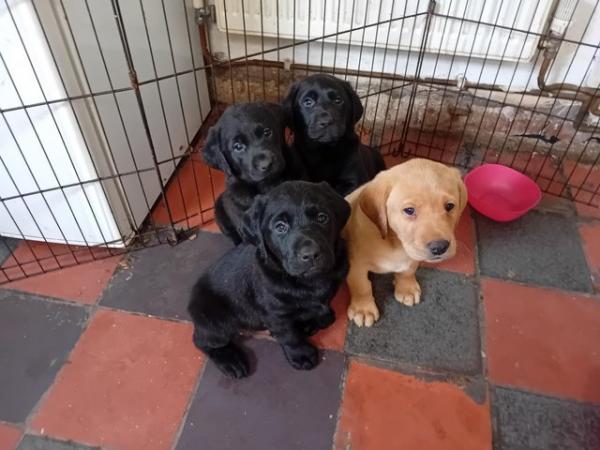 Image 1 of Labrador Puppies for sale