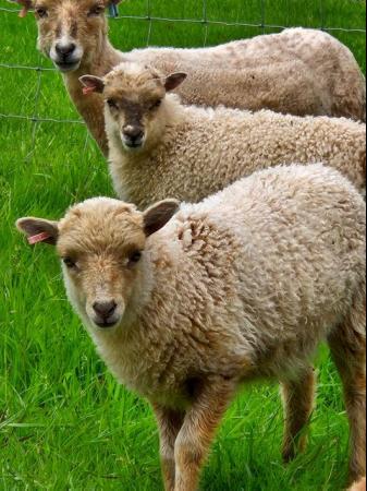 Image 1 of 2024 Ouessant ewe Lambs ready now