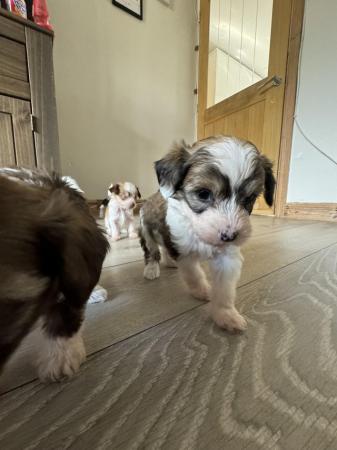 Image 5 of Chinese Crested pups KC registered READY NOW