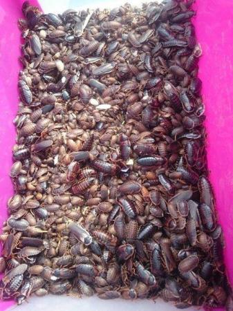 Image 5 of Dubia Roaches Feeder Reptile Food - Can post Mainland Uk