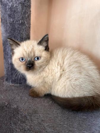 Image 19 of British Shorthair colourpoint kittens READY NOW