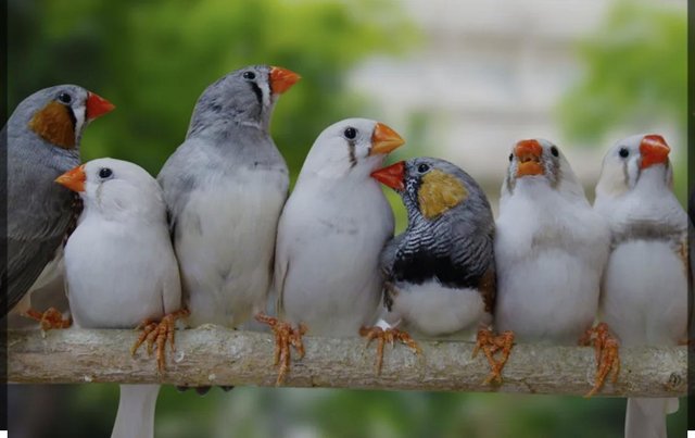 Image 2 of Zebra finches for sale pairs