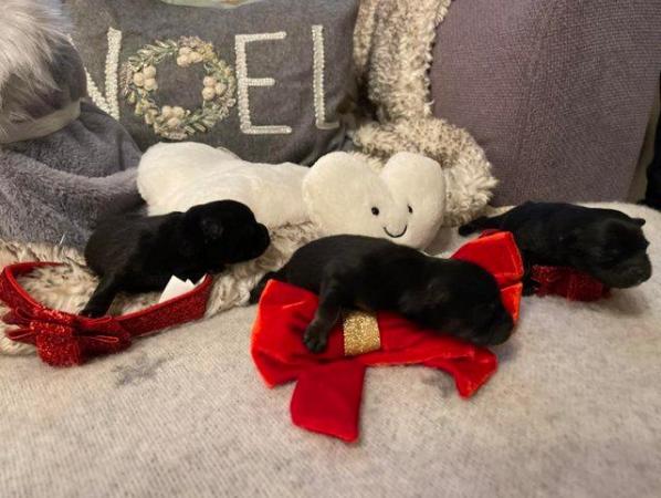 Image 5 of Beautiful Black Maltese-Pomeranian Puppies