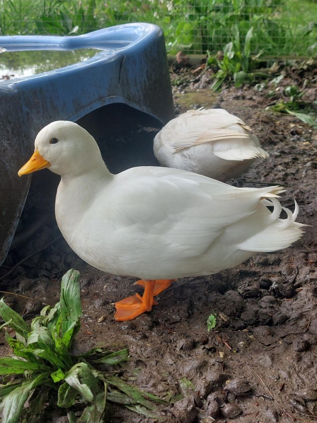 Preview of the first image of Snow White Call Ducks. Mating pair..