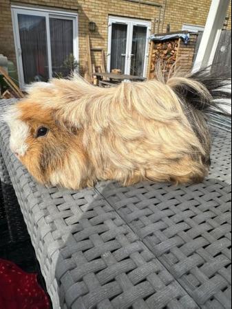 Image 2 of Lovely funky haired male guinea pig.