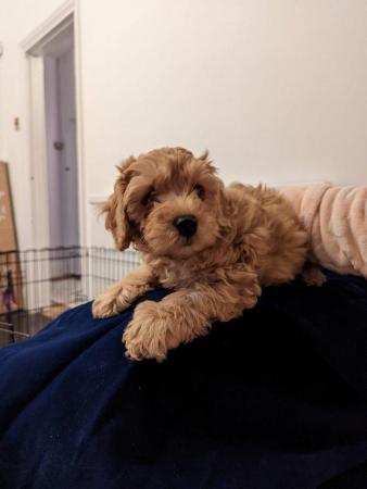 Cavapoochon toy puppies for sale - Image 2 of 12
