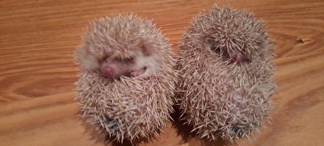 Image 2 of Male African Pygmy Hedgehogs 1 left