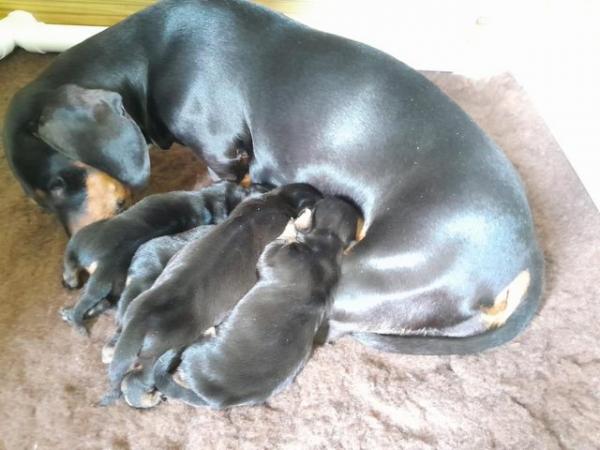Image 8 of smooth hair black + tan mini dachshunds READY NOW