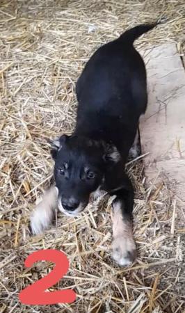 Image 4 of 4 months old Border Collie × Kelpie pup