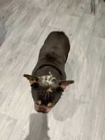 Image 1 of Male French bulldog 2 years old