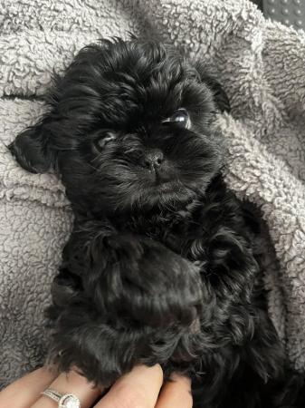 Image 17 of Shih Tzu Puppies For Sale (1 Boy)