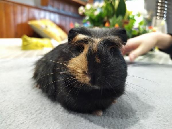 Image 2 of Female Silkie coronet guinea pig baby for sale