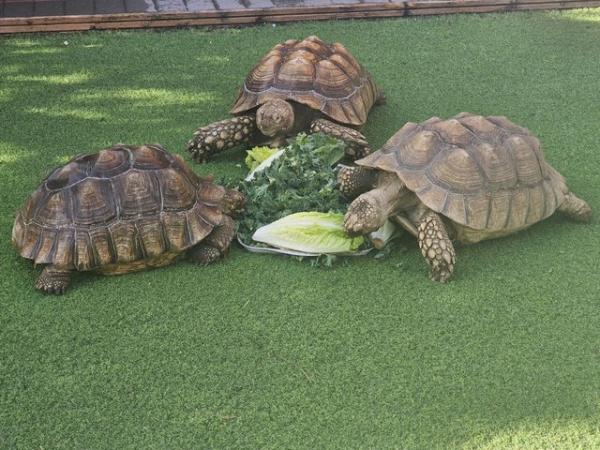 Image 2 of Adult Sulcata tortoises (breeding trio)