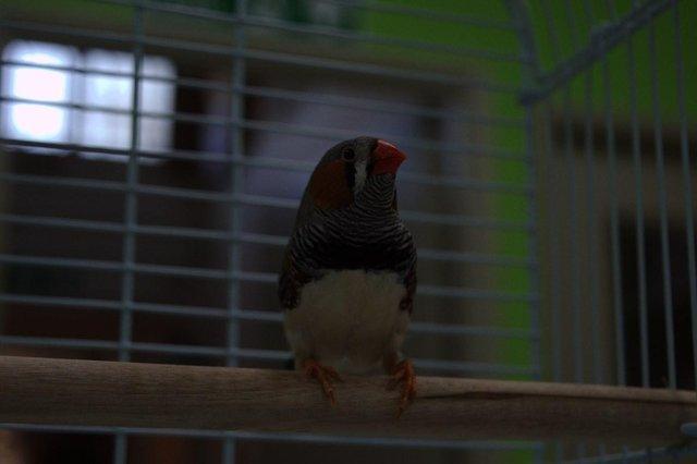 Image 6 of Various Finches for sale at Animaltastic