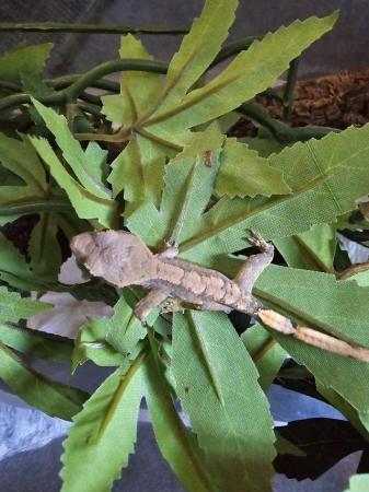 Image 6 of 2 Week old created geckos for sale