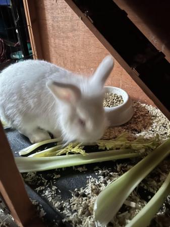 Image 1 of 7 month old male rabbits