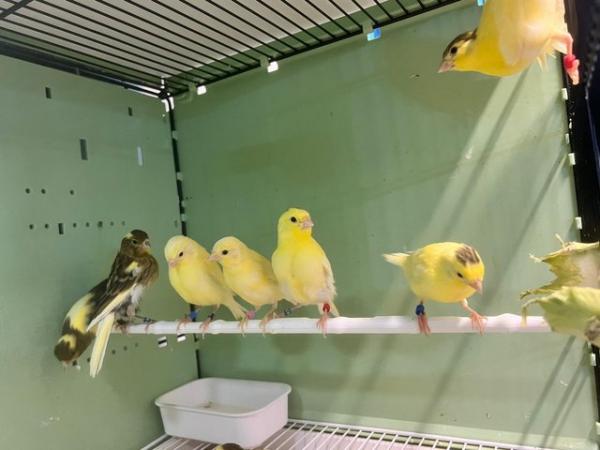 Image 3 of Canaries for sale . Heathy birds