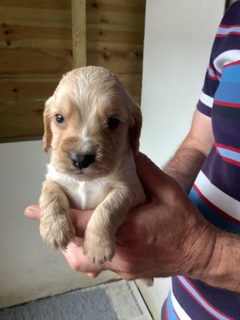 Image 4 of Working cocker spaniel puppies