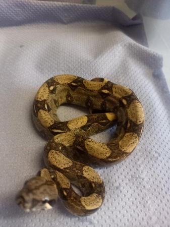 Image 3 of Mexican king snakes, ,children pythons