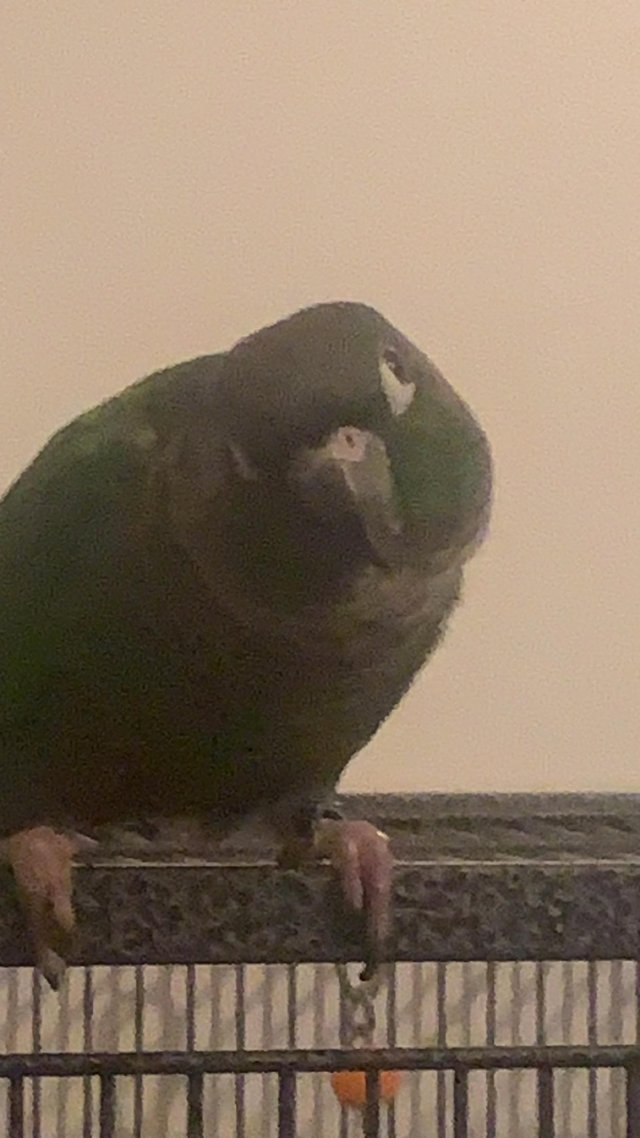 Preview of the first image of Reluctant sale of Green Cheek Conure.