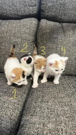 Image 1 of 4 adorable kittens- 4 weeks old (3 Left)