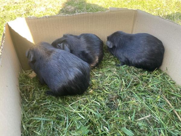 Image 4 of black male guinea pigs for sale